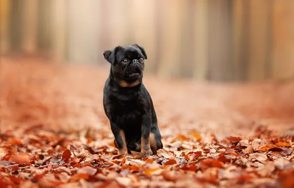 Картинка осень, листья, листва, боке, пёсик, собачонка, Пти брабансон