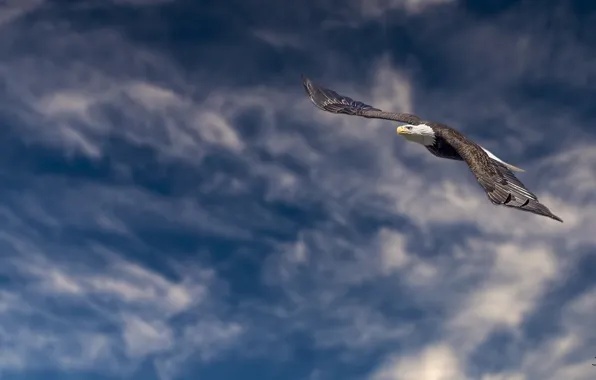 Картинка высота, полёт, белоголовый орлан, хищная птица