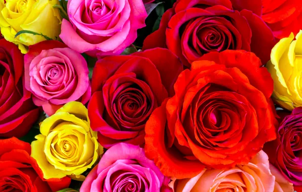 Картинка розы, желтые, красные, розовые, бутоны, разноцветные, много, крупным планом