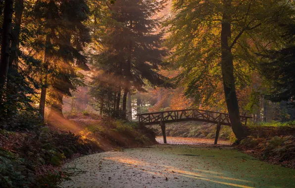 Картинка осень, лес, солнце, лучи, свет, ветки, мост, туман, парк, стволы, растительность, листва, утро, ели, речка, …