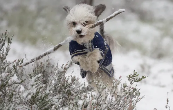 Картинка зима, снег, прыжок, собака, прогулка, палка, пёсик