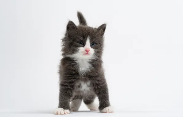 Картинка малыш, белый фон, котёнок, Норвежская лесная кошка