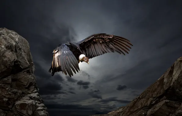 Картинка природа, птица, Condor