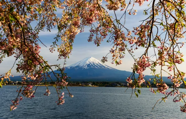 Картинка небо, ветки, весна, Япония, сакура, Japan, цветение, гора Фуджи, pink, blossom, mountain, sakura, cherry, spring, …