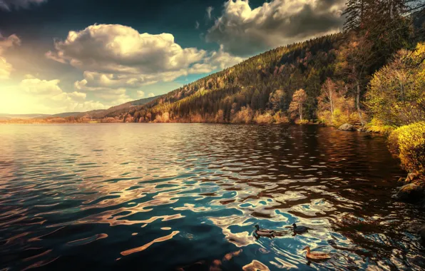 Картинка осень, лес, облака, озеро, утки, Германия, Germany, Баден-Вюртемберг, Baden-Wurttemberg