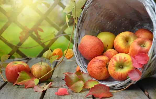 Картинка листья, ветки, корзина, яблоки, доски, плоды, фрукты, физалис