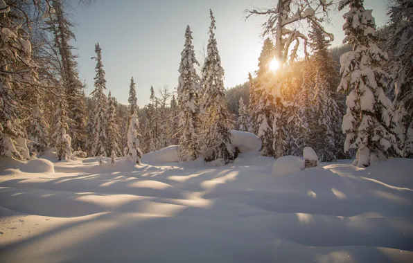 Картинка зима, лес, снег, деревья, ели, сугробы, Россия, тайга, Сибирь
