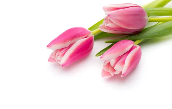 Картинка цветы, букет, fresh, pink, flowers, beautiful, tulips, розовые тюльпаны