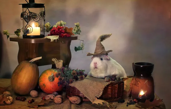 Картинка осень, животные, юмор, свечи, октябрь, тыквы, хэллоуин, композиция, морские свинки