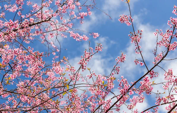 Картинка небо, ветки, весна, сакура, цветение, pink, blossom, sakura, cherry, spring, bloom