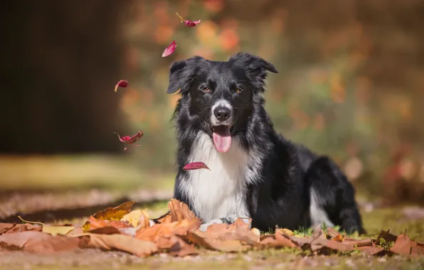 Картинка осень, язык, взгляд, листья, собака, боке, Бордер-колли