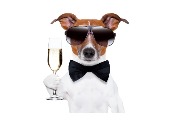 Картинка бабочка, бокал, юмор, очки, белый фон, шампанское, джентельмен, пёс, Джек-рассел-терьер