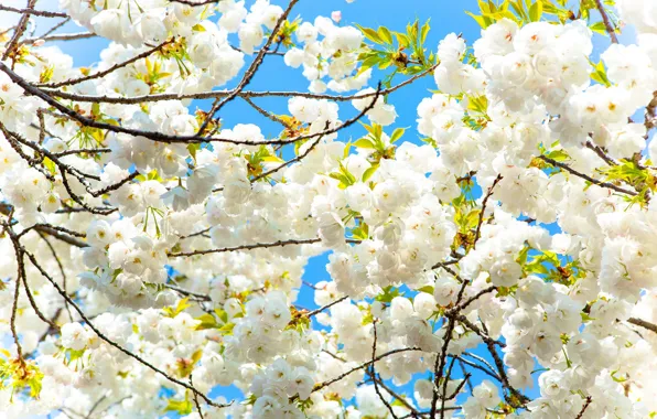 Картинка Цветы, Дерево, Весна, Сакура