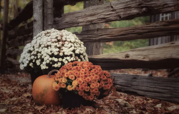 Картинка осень, листья, забор, тыква, хризантемы