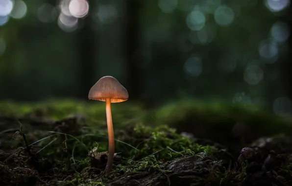 Картинка лес, макро, свет, гриб, мох, ножка