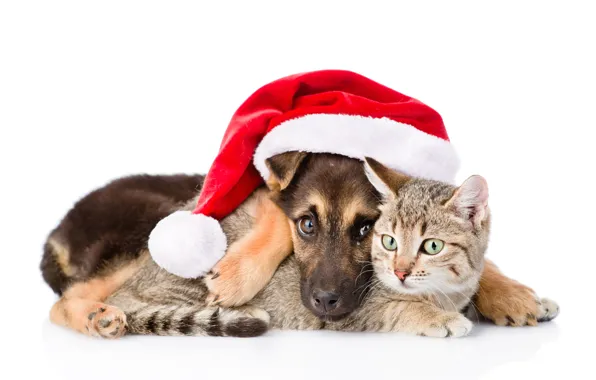 Картинка кошка, собака, Новый Год, Рождество, Christmas, dog, 2018, Merry Christmas, Xmas, funny, cute, decoration, santa …