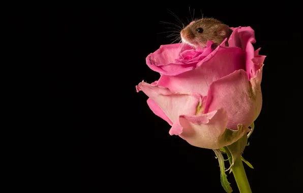 Картинка цветок, макро, роза, бутон, мышка, чёрный фон, грызун, Мышь-малютка