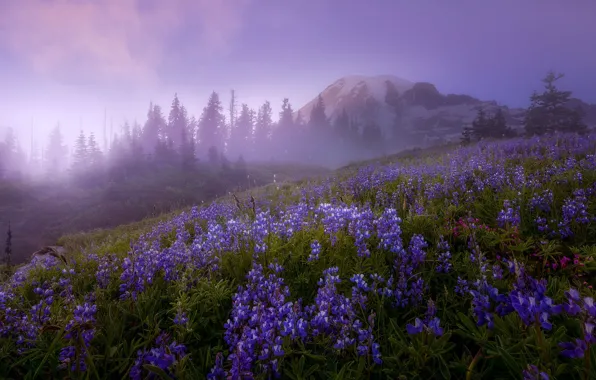 Картинка деревья, пейзаж, цветы, природа, туман, гора, утро, вулкан, США, травы, заповедник, Mount Rainier, Маунт-Рейнир, Doug …
