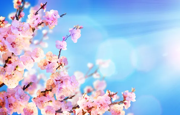 Картинка небо, солнце, цветы, ветки, весна, сакура, цветение, sky, pink, blossom, flowers, sakura, spring