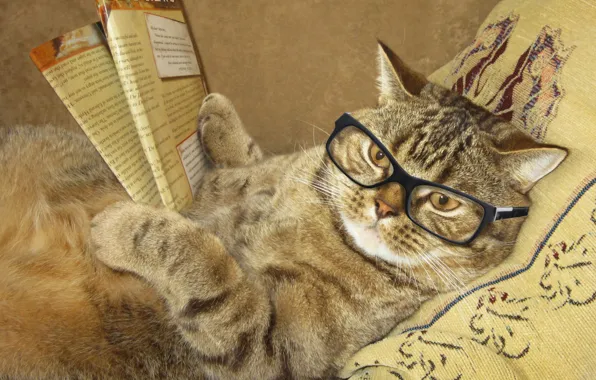 Картинка кот, креатив, юмор, очки, лежит, подушка, журнал, читает, умный