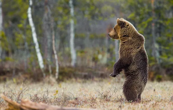 Картинка лес, природа, поза, животное, хищник, медведь, стойка, Peter Grischott