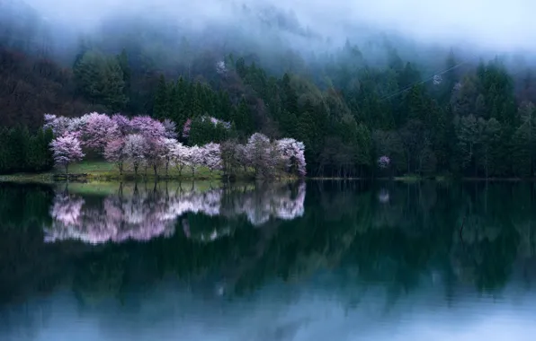 Картинка вода, деревья, сакура, фотограф Comyu Matsuoka, весна цветени