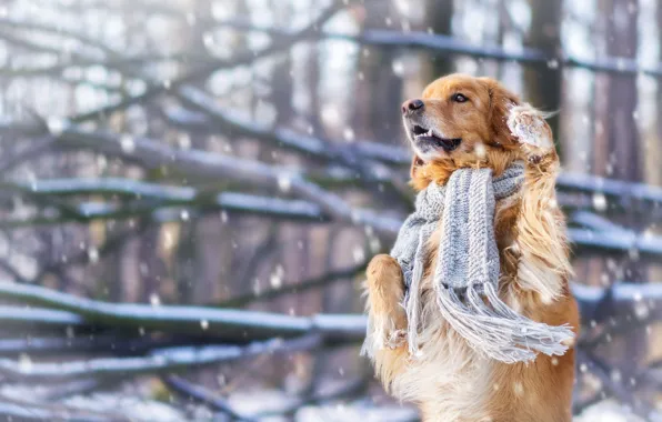 Картинка зима, снег, настроение, собака, шарф, стойка