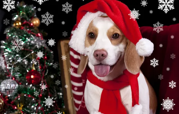 Картинка тепло, шапка, елка, собака, Новый год, Christmas, winter, dogs, бигль, Holidays