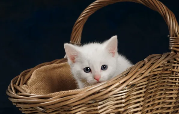Картинка взгляд, котенок, фон, корзина, малыш, мордочка, белый котёнок