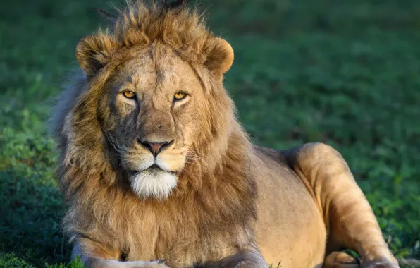 Картинка лев, Африка, дикая кошка