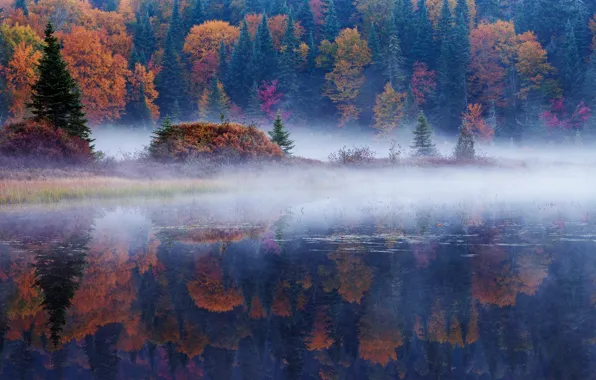 Картинка осень, лес, отражения, деревья, природа, туман, река