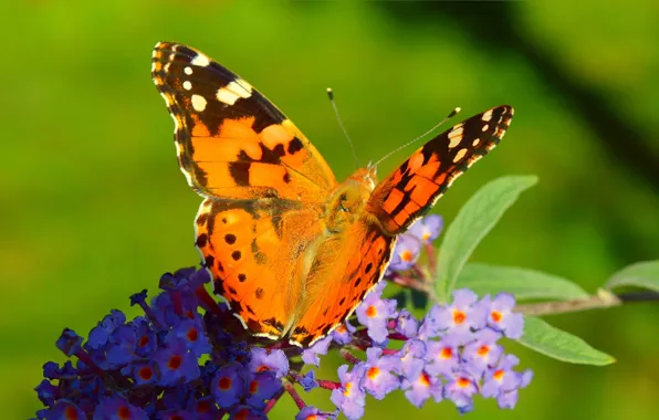 Картинка Макро, Цветы, Бабочка, Flowers, Macro, Butterfly
