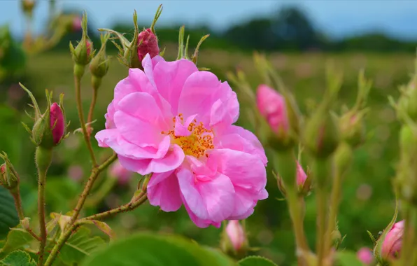 Картинка Бутоны, Nature, Розовая роза, Pink rose