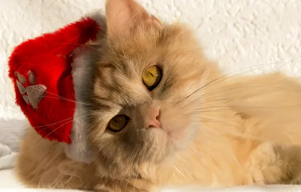 Картинка кошка, кот, взгляд, мордочка, Санта, колпак, рыжий кот