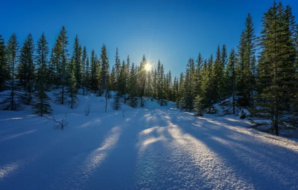 Картинка зима, лес, небо, солнце, лучи, снег, деревья