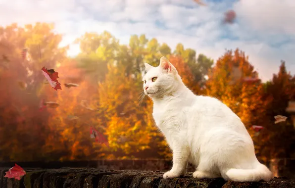 Картинка осень, кошка, листья, белый кот