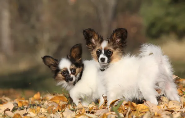 Картинка осень, собаки, листья