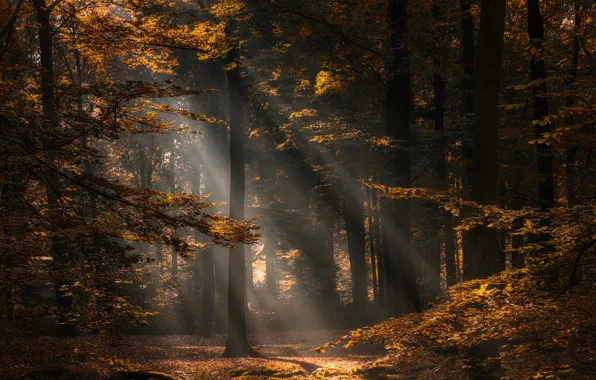 Картинка осень, лес, деревья, Нидерланды, Netherlands, North Brabant, Северный Брабант