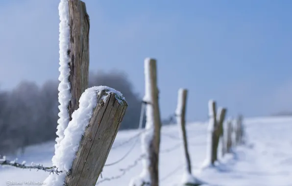 Картинка зима, снег, крупный план, забор, ограда, колючая проволока