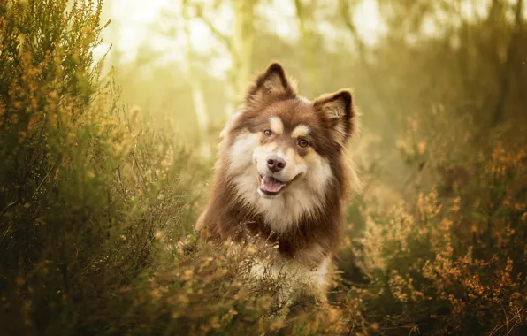 Картинка трава, взгляд, морда, собака, Финский лаппхунд
