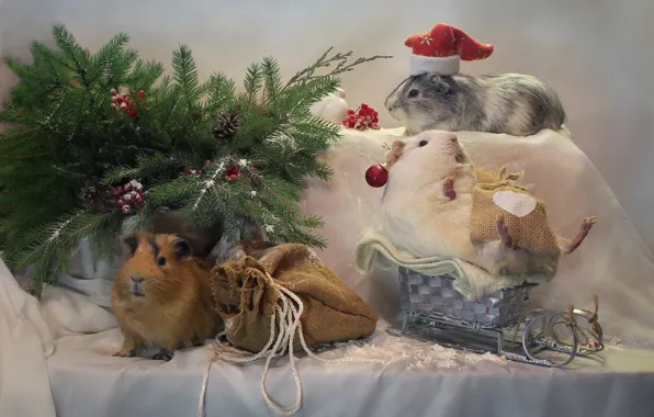 Картинка зима, животные, елка, новый год, рождество, санки, декабрь, композиция, морские свинки, новогодние свинки