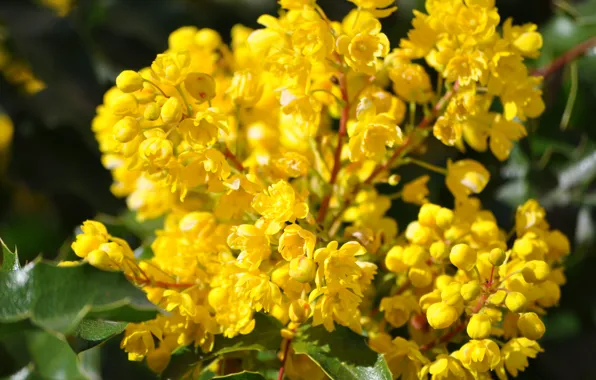 Картинка Весна, Spring, Цветение, Flowering, Yellow flowers, Жёлтые цветочки, Магония, Mahonia