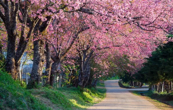 Картинка деревья, ветки, парк, весна, сакура, цветение, pink, blossom, park, tree, sakura, cherry, spring, bloom