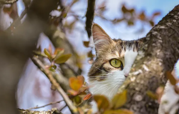 Картинка глаза, кот, дерево