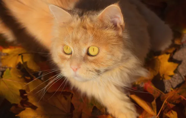 Картинка кот, взгляд, листья, мордочка, рыжий кот, котейка