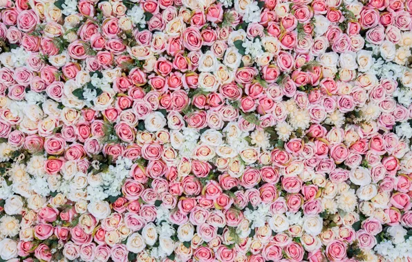 Картинка цветы, фон, розы, розовые, бутоны, pink, flowers, roses, bud