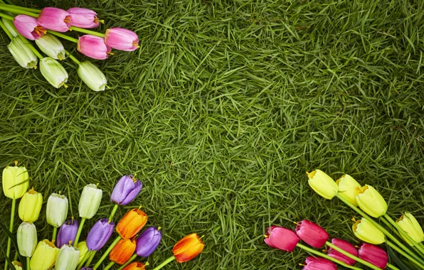 Картинка трава, цветы, весна, colorful, тюльпаны, flowers, tulips, spring, decoration