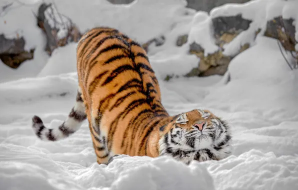 Картинка зима, снег, дикая кошка, тигрица, потягушки