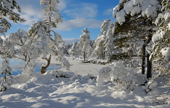 Картинка зима, снег, деревья, Норвегия, Norway, Hedmark Fylke, Nordset