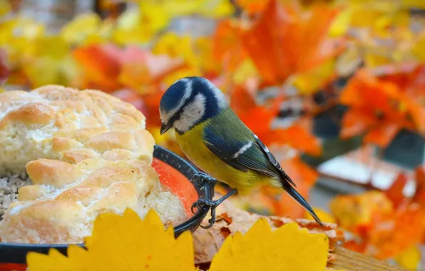Картинка Осень, Птичка, Autumn, Bird